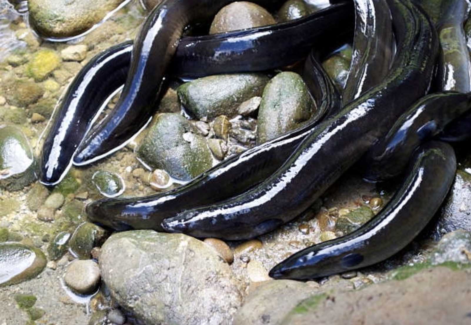Anguilles