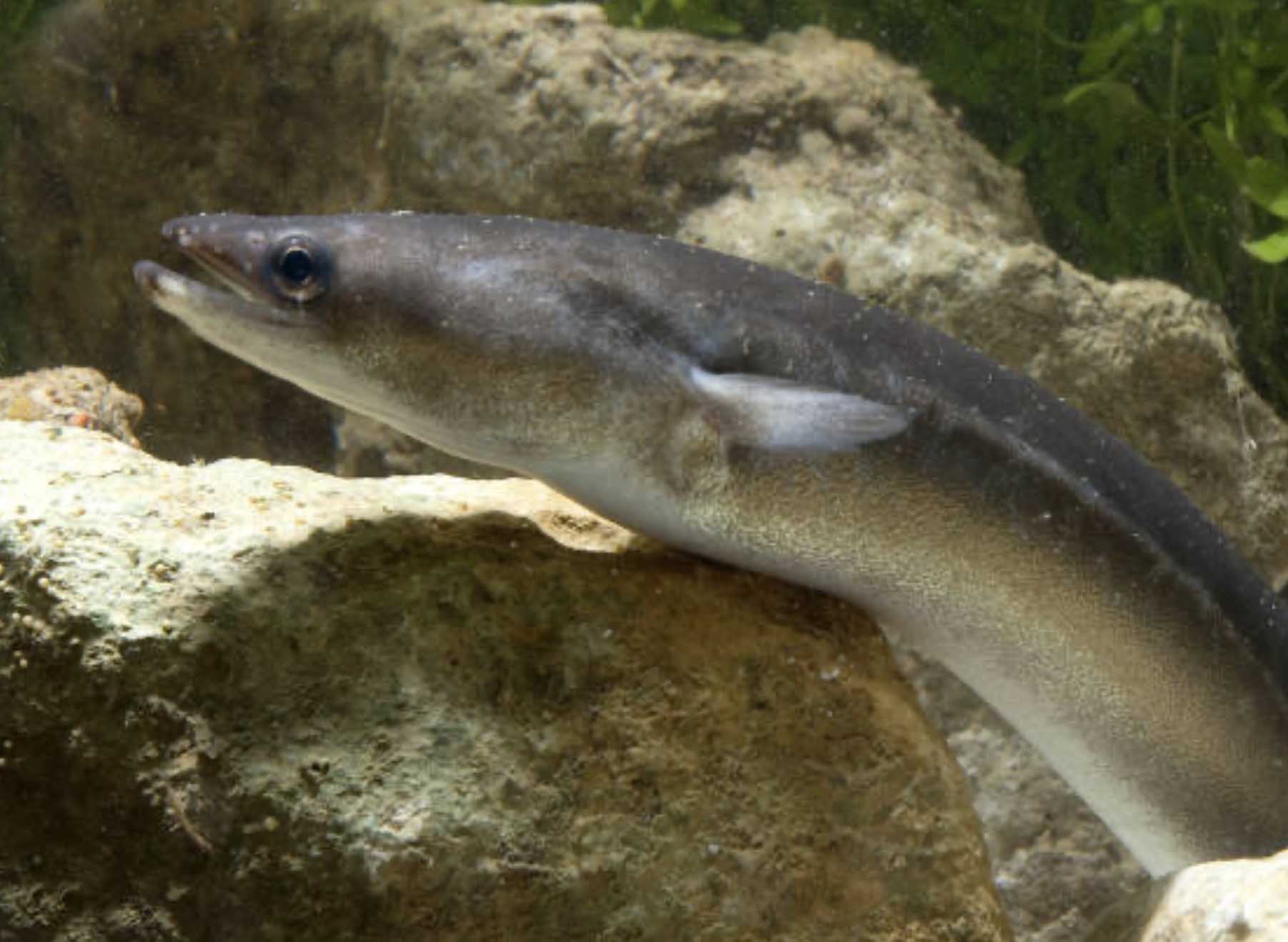 Anguilles